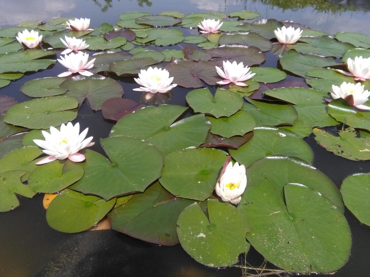 Naturpark Vendeghaz Alsoszolnok المظهر الخارجي الصورة